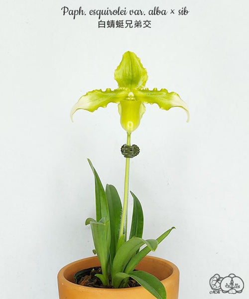 美琪園藝Miki Orchid - 批發專區